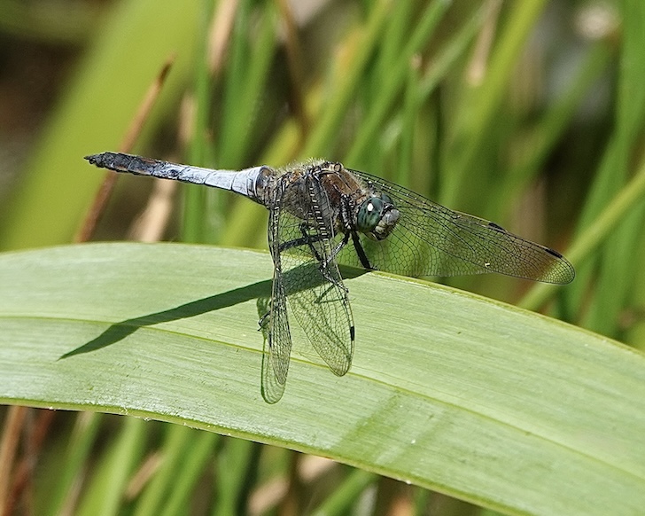 black-tailed skimmer